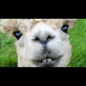 Meet your Posher, Leslie